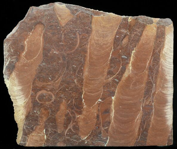 Polished Stromatolite (Jurusania) From Russia - Million Years #57554